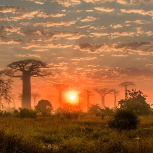 Madagascar - Morondava, allée des baobabs
