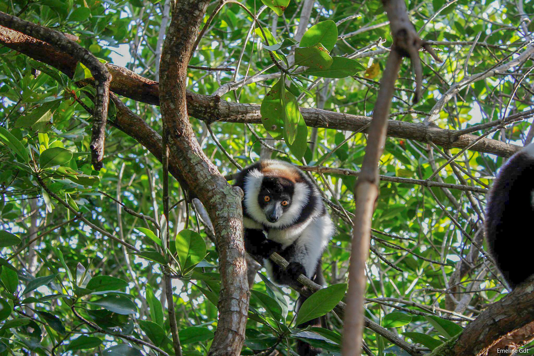 Madagascar-Sainte-Marie-lemurien-Emeline-Gendrot-1-2